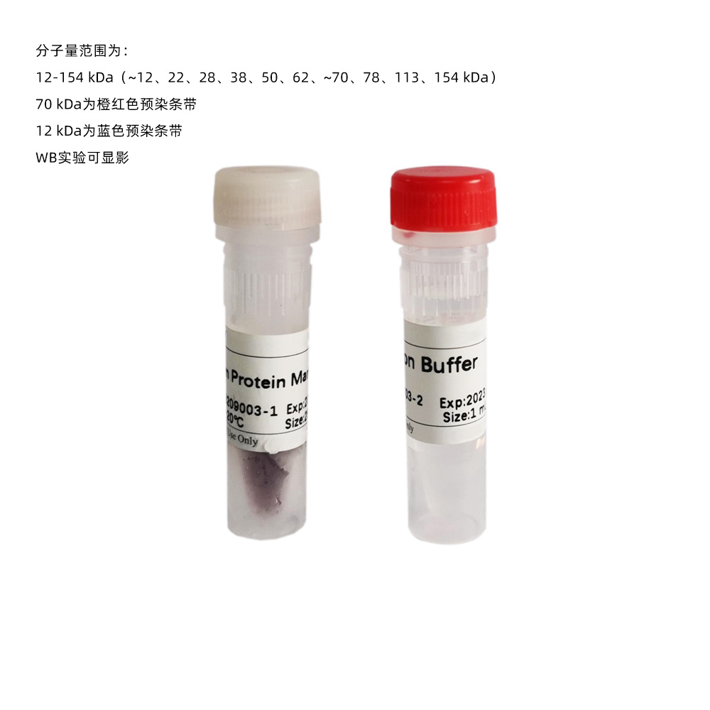 Western Protein Marker I (可显影) ABC2104