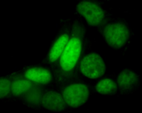 Green live-cell nucleic acid stain（绿色活细胞核酸染料）ABC326