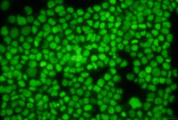 Green dead-cell nucleic acid stain（死细胞绿色荧光染料）ABC327