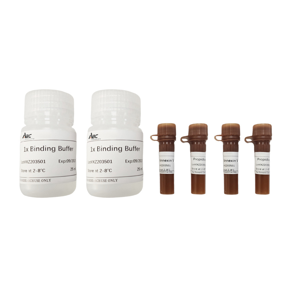 Annexin V-IF488/PI Cell Apoptosis Detection Kit 100T （ABC1531）