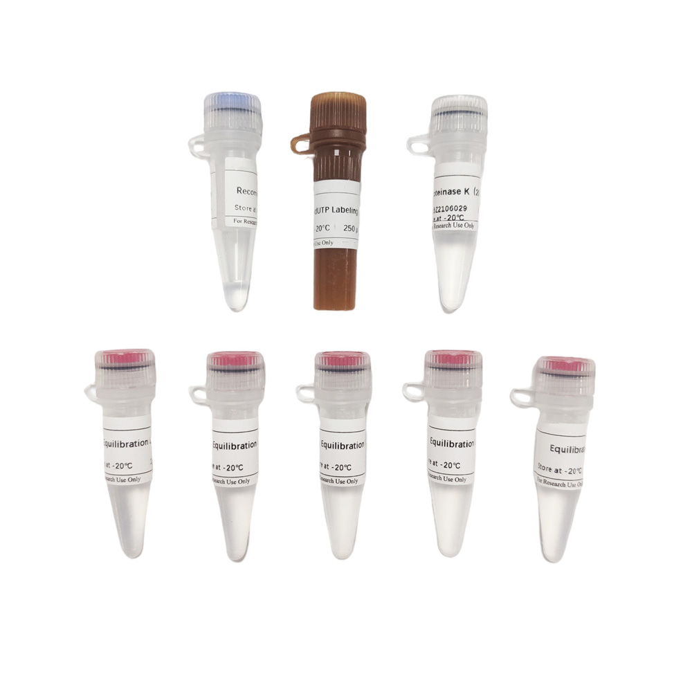 CF488 Tunel Cell Apoptosis Detection Kit 50T （ABC1522）