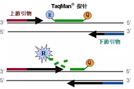 TaqMan探针法qPCR原理及其主要应用