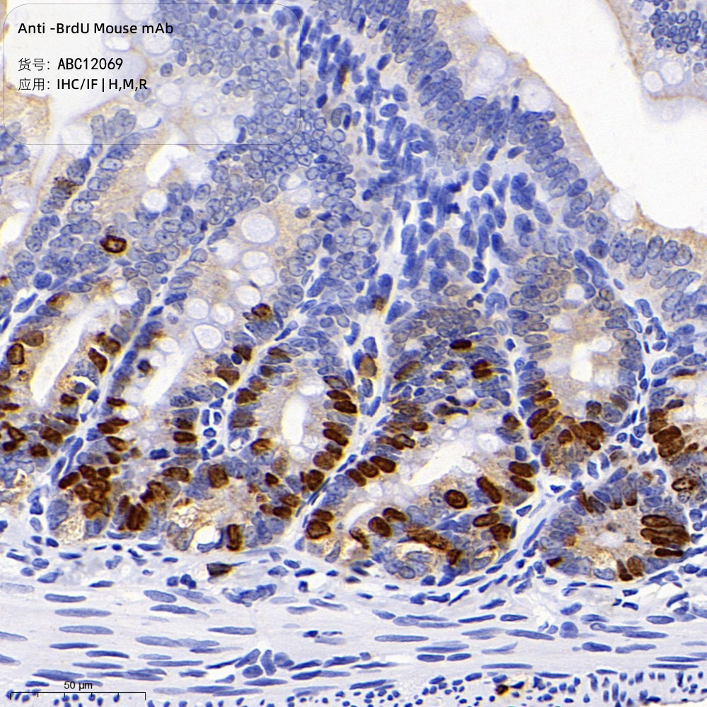 Anti -BrdU Mouse mAb （ABC12069）